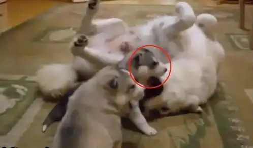  哈士奇出门浪不小心怀孕当了妈,带娃的表情很搞笑