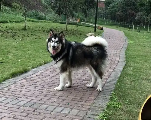  阿拉跑出家门找二哈玩,在五公里外的工地上找回,阿拉都怪二哈