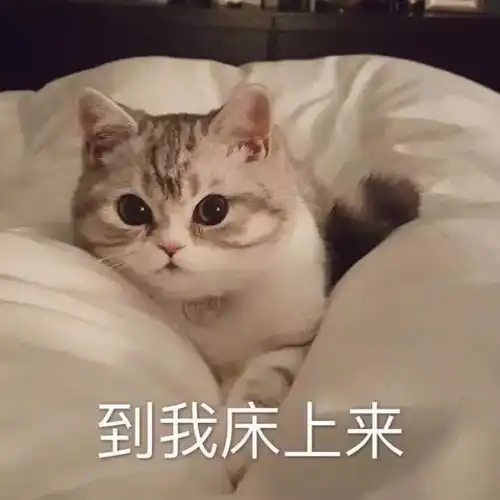  猫咪表情包如果我是一只咸鱼,那就让我快乐每一天