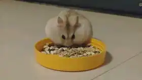  掌上明猪