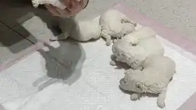  地鼠狗nene被吐槽这么晚还不睡觉委屈的小表情可爱死了