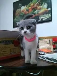 我有一只很乖的小母猫,很担心她会得谷歌病
