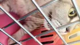  辣条你在干什么说实话我脑袋瓜子嗡嗡的