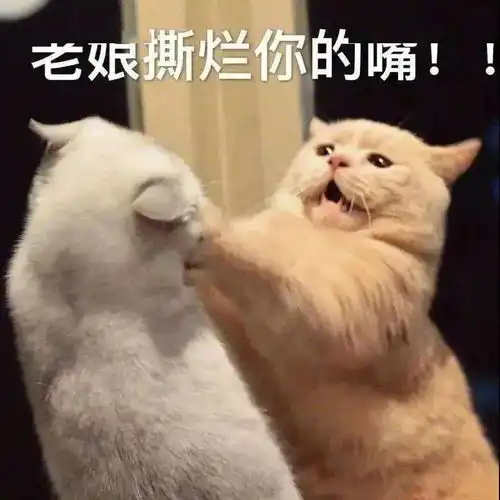  再说撕烂你狗嘴第261期喵表情粉丝投稿