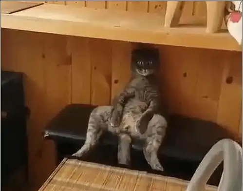 女主带猫咪绝育,半夜发现它坐椅子上,觉得好奇,走近一看傻眼了 女主带猫咪绝育,半夜发现它坐椅子上,觉得好奇,走近一看傻眼了