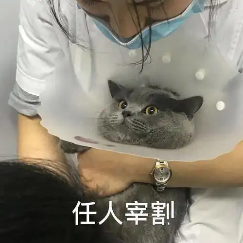  怎么还不放假啊啊啊啊丨第208期猫咪表情包