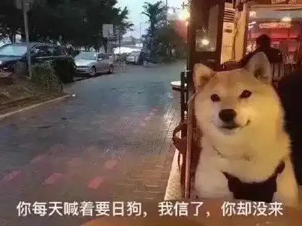  七夕搞笑表情包青蛙孤寡单身狗出租一套