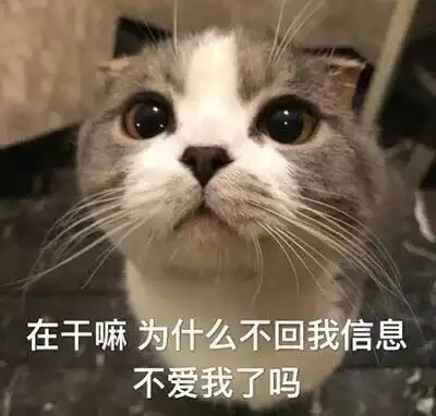  猫这里有小鸡鸡耶