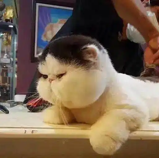  带加菲猫去剪发,猫咪突然趴下一脸生无可恋,网友笑喷不满意