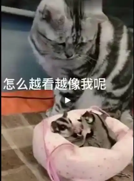  猫咪第一次看见老鼠,误以为是自己孩子,再三确认眼神,表情亮了