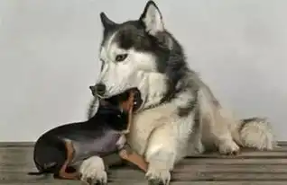 二哈搞笑表情图片金毛