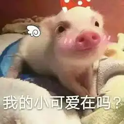  只属于小仙女的壁纸和猪猪表情包
