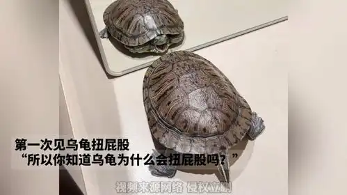 表情包乌龟扭屁股