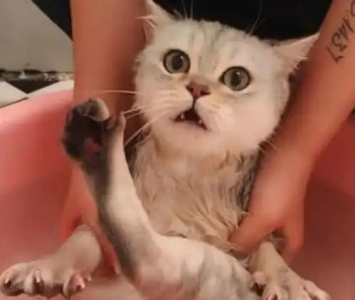  铲屎官给猫咪洗澡,洗出活的表情包,那成精的表情是认真的