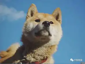 柴犬表情包图片北登
