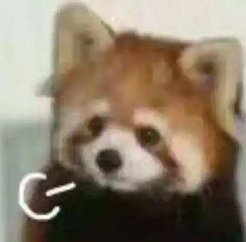  茶杯犬那么可爱,我为什么不该养