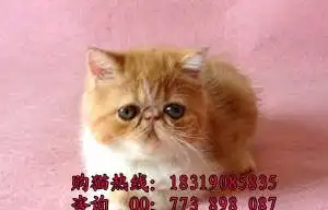  大眼睛加菲猫找新家超可爱.超级萌,,,爱干净,宝贝非常健康喵