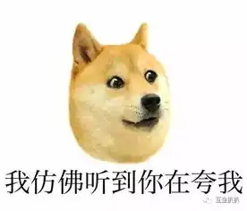  爱看电视的柴犬走红了原来是因为这个搜狐社会搜狐网