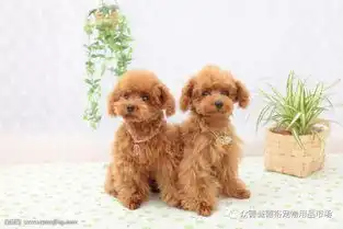  狗狗能陪伴我们多久有多爱它就有多害怕失去.....