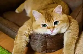 捂脚表情包橘猫