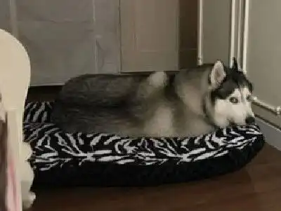 把二哈放父母家两个月回去接狗时它的表情亮了这辈子不可能回家 把二哈放父母家两个月回去接狗时它的表情亮了这辈子不可能回家