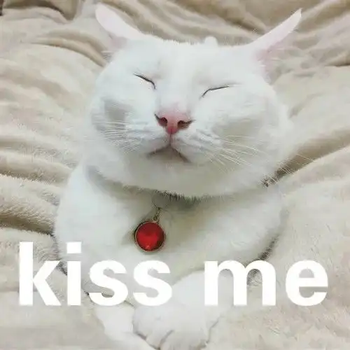 和男朋友打情骂俏的沙雕猫咪表情包 和男朋友打情骂俏的沙雕猫咪表情包