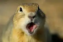  一组目瞪口呆表情包,哈士奇你又赢了