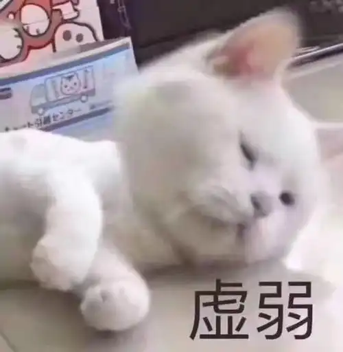  办公室养猫是种什么体验