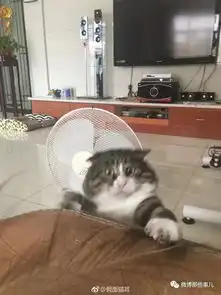 怼人的图片表情包养猫人