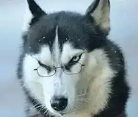  二哈搞笑表情大集合,确认过表情,血统都很纯正