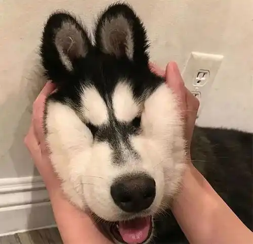  哈士奇是真的傻吗是