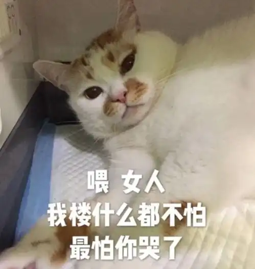担心表情包猫咪再见