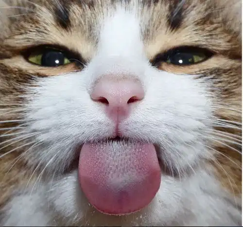  一只戏精小猫萌翻了ins然而背后的故事也是hin心酸了