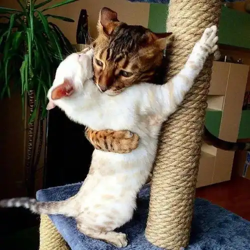  每日一乐处女座的猫,我能玩一天