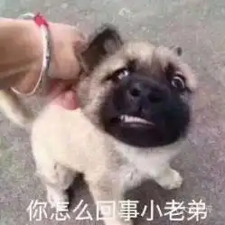 豚鼠特工队表情包表情