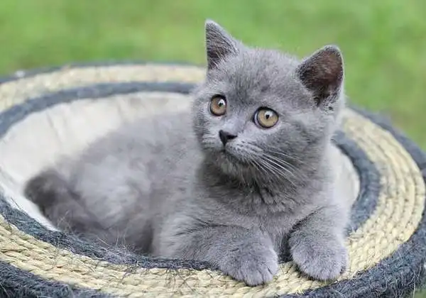 抖音英短蓝猫竖大拇指点赞手势背景原图下载 抖音英短蓝猫竖大拇指点赞手势背景原图下载