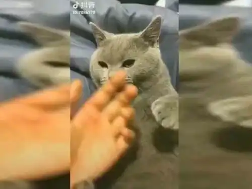 主人说了一句话,猫咪秒变这表情