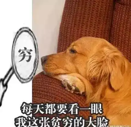 养了大金毛,你就拥有了一个强大的表情包