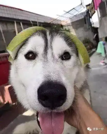  当哈士奇带上这个绿帽子后,表情立马都变了