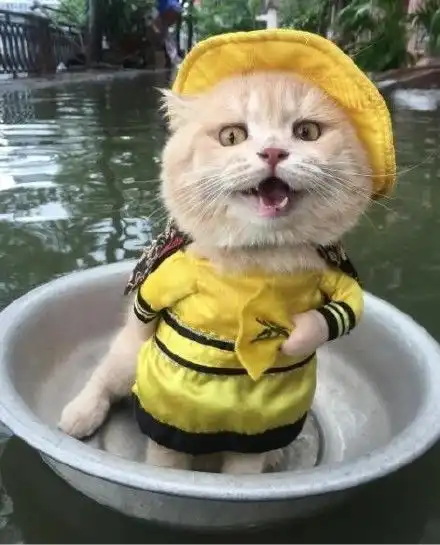  大家好,我是一只猫,自由职业,爱好cosplay希望大家能够喜欢我