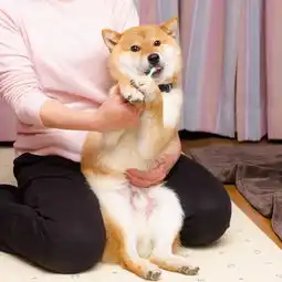  这只狗狗是戏精本精了连刷牙都不放过