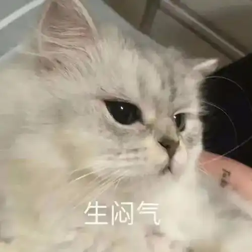 黑猫舔爪表情包微信怎么搜今日头条