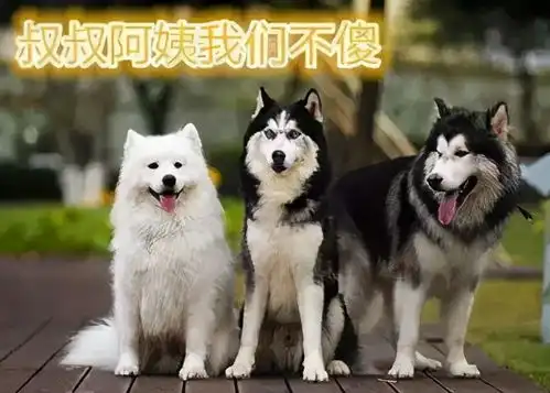 哈士奇表情包动图雪橇三
