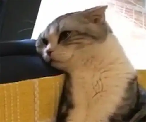  猫刚做完绝育,主人担心它在家干傻事,请假回家后一开门看到这幕