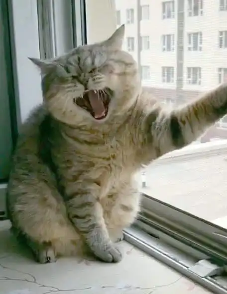  猫咪蹲窗台边,爪子撑窗动作十分优雅,走近看却笑喷了