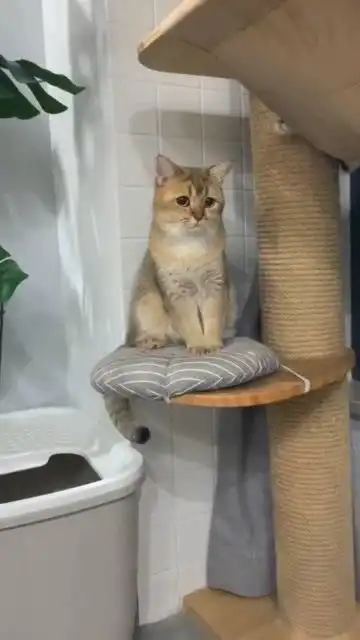  我老公抱着另一只猫没抱它,它就一直这个委屈的表情了像极了爱情