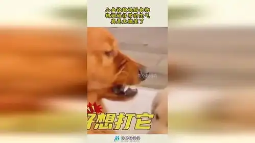  小金抢狗妈妈食物,狗妈妈非常的生气,真是太搞笑了