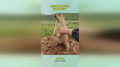  嗓子哑了喊不出来,表情太好玩了