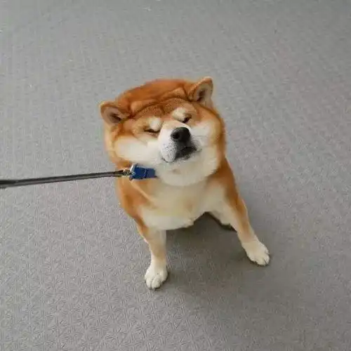  养柴犬的人,都是看透生死的