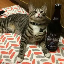  呆萌担心猫走红网络斗鸡眼表情搞笑十足
